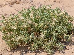 Nargil_Zygophyllum coccineum